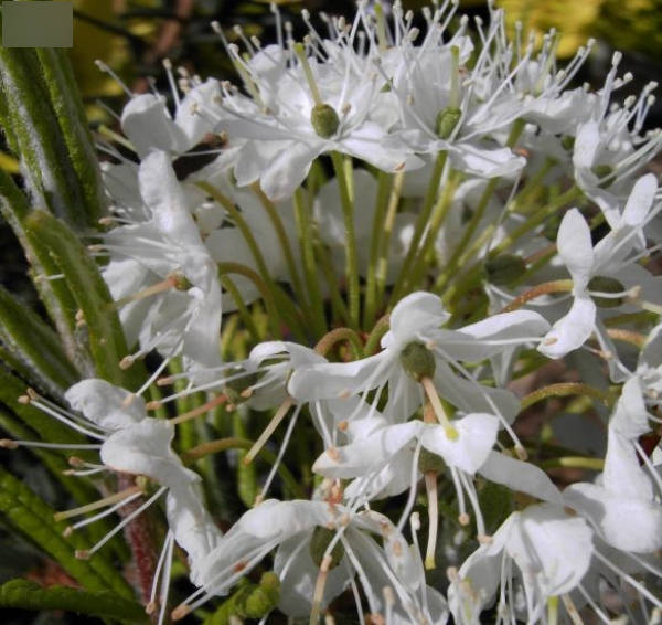 Ledum groenladicum compacticum 1