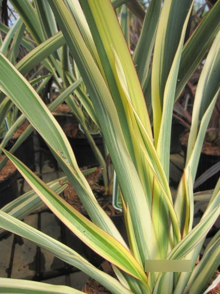 Neuseelandflachs Tricolor  2