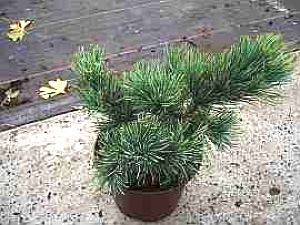 Pinus pumila Glauca - Blaue Pummel-Kiefer