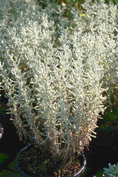 Santolina chamaecyparissus - Heiligenkraut - Zypressenkraut - 20-25 cm
