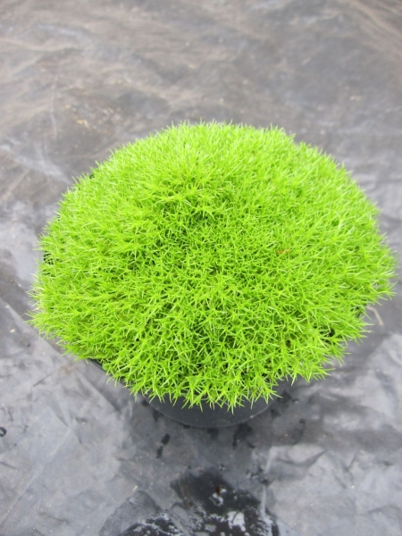 Scleranthus uniflorus1