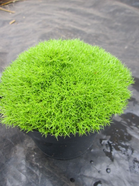 Scleranthus uniflorus3