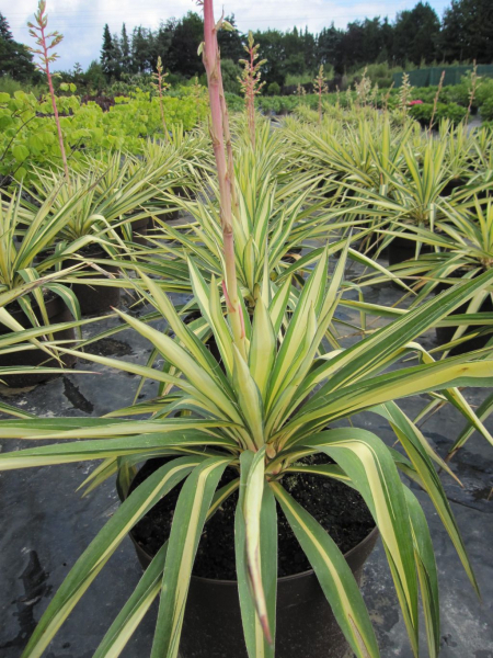 Garten-Palmlilie Golden Sword