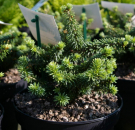 Abies balsamea Piccolo - Zwergform der Balsamtanne - 15-20cm