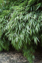 Fargesia rufa - Hecken- und Garten-Bambus rufa