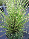 Miscanthus sinensis Goldbar - Zwergiges Zebragras Goldbar