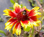 Gaillardia aristata Kobold - Kokardenblume -