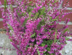 Calluna vulgaris Allegro - Sommerheide Allegro - Besenheide -  15-20