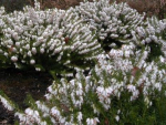 Erica carnea Schneekuppe - Winterheide Schneekuppe - Schneeheide -  15-20