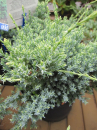 Juniperus squamata Holger - Zwergwacholder Holger - 30-40cm