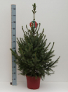 Picea omorika - Serbische Fichte - Omorikafichte als Weihnachtsbaum mit Wurzeln im Dekorationstopf