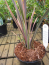 Phormium tenax Sundowner - Neuseelandflachs Sundowner -