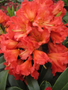 Rhododendron Hybride Chiwawa - Großblumige Rhododendron - 30-40cm