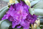 Rhododendron yakushimanum "Bohlkens Lupinenberg" (25cm-30cm)