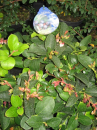 Gaultheria shallon - Hohe Rebhuhnbeere - Große Scheinbeere - Salal - 10-20 cm