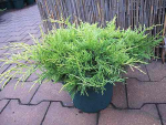 Juniperus chinensis "Golden Saucer" 25-30