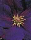 Clematis hybride 'Jackmanii Superba' (60-100 cm) - Waldrebe (Klematis)