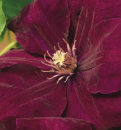 Clematis hybride 'Rouge Cardinal' (60-100 cm) - Waldrebe (großblütige Klematis)