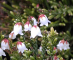 Cassiope tetragona Edinburgh 8-12cm - Schuppenheide