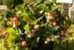Gaultheria miqueliana 15-20