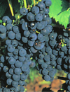 Vitis vinifera Regent - Weintraube Regent