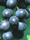 Vitis vinifera Muscat Bleu - Weintraube Muscat Bleu