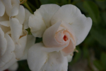 Beetrose Aspirin Rose® weiß