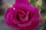 Beetrose Rhapsody in Blue® purpurviolett Duft++