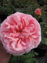 Englische Rose Abraham Darby® pfirsichfarbend Duft++++ 50cm