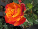 Beetrose Rosa Mein München® Moderne Rose u. Teehybride rot-orange Duft+ 40cm