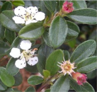 Cotoneaster dammeri Coral Beauty - Teppichmispel Coral Beauty - Zwergmispel - Kriechmispel - immergrün - 20-30 cm