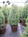 Juniperus communis  Excelsa- Gesunder Heidewacholder -