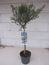 Ceanothus thyrsifolius Concha - Säckelblume Concha - Hochstamm