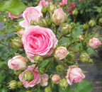 Kleinstrauchrose Amica