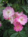 Ramblerrose Apple Blossom