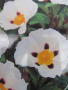 Zistrose Cistus loretii stenophyllus