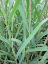 Arundo donax  - Pfahlrohr - Riesenschilf - 60-100